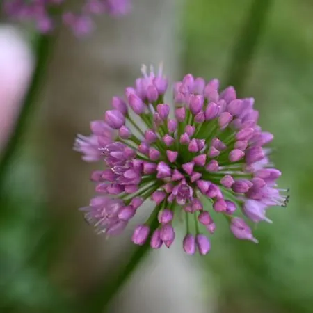 Hideaway Engvej Отель типа 